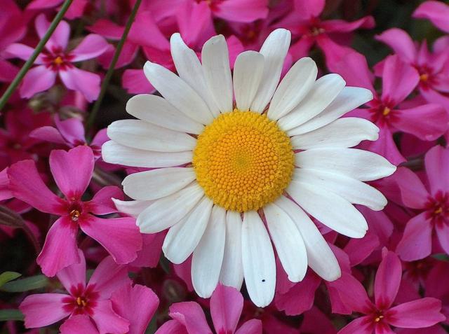 photo of colorful flowers.jpg