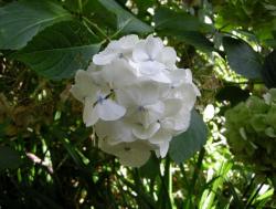 blue dot centers white hydrangeas flowers in garden.JPG