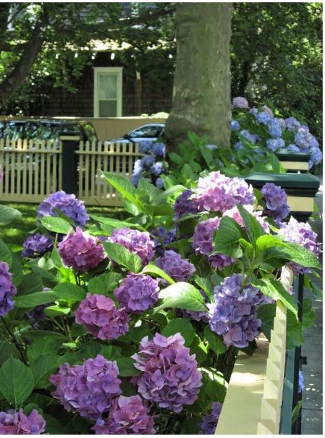 Pretty front yard garden flowers with full of purple hydrangea flowers.JPG