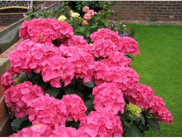 pretty hydrangea flower picture in bright colors.JPG