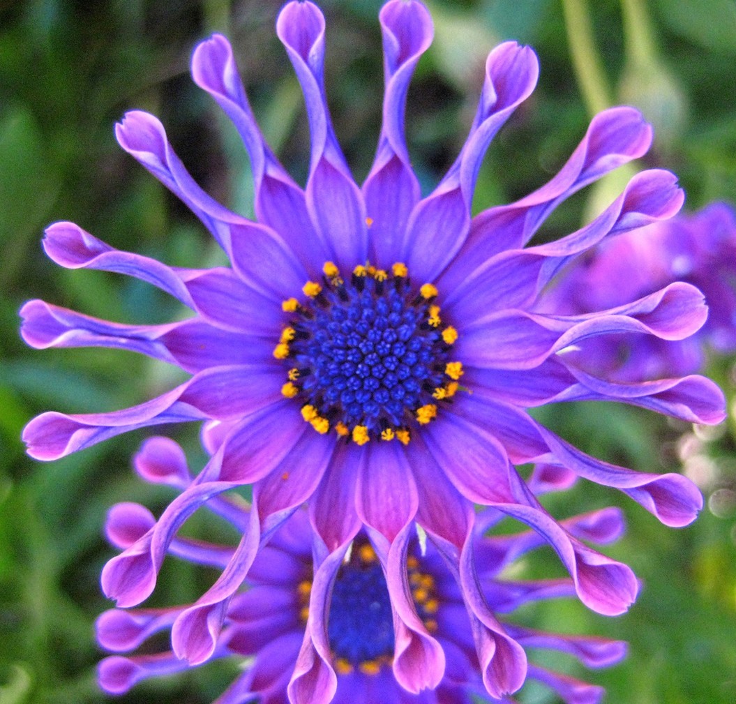 photo of african daisy.jpg