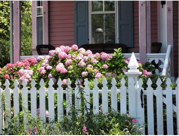 Pretty pink hydrangea flowers garden in the front yard with white frenches.JPG