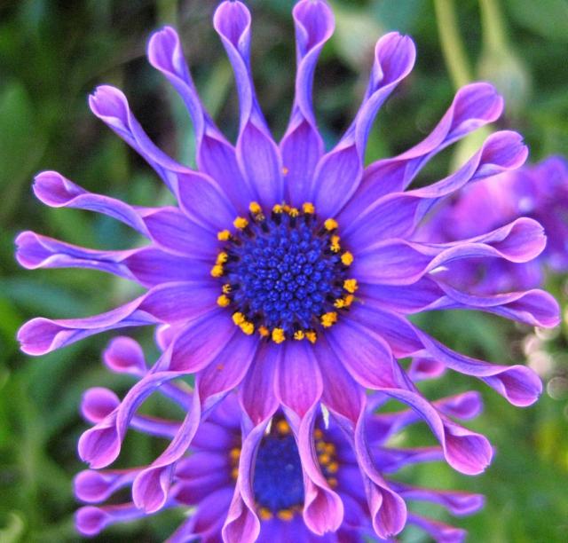 photo of african daisy.jpg