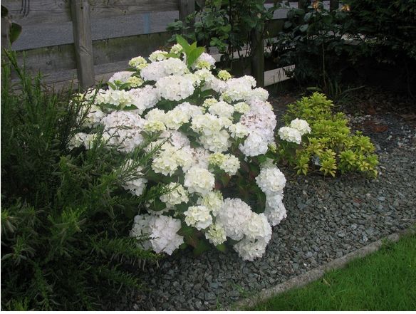 white hydrangea flowers for your garden.JPG