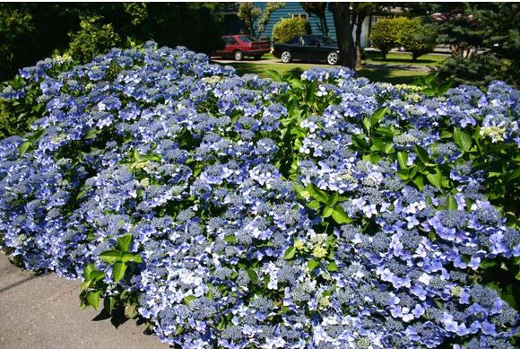 blue hydrangea flowers for your garden picture.JPG