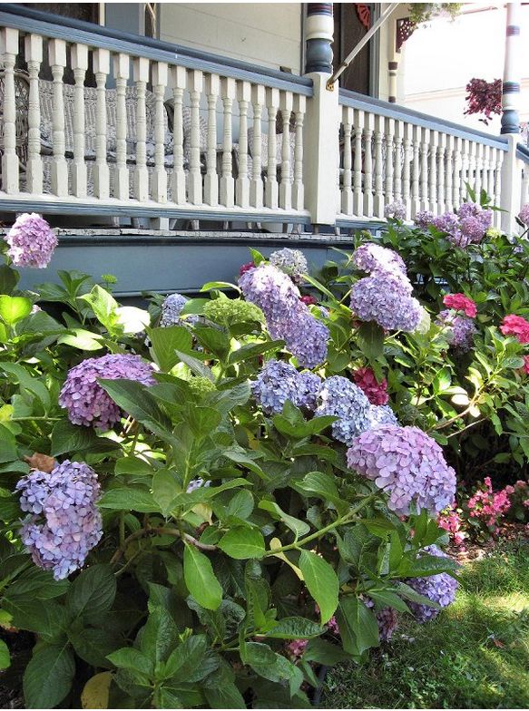blueish purple hydrangea garden flowers on the front porch.JPG