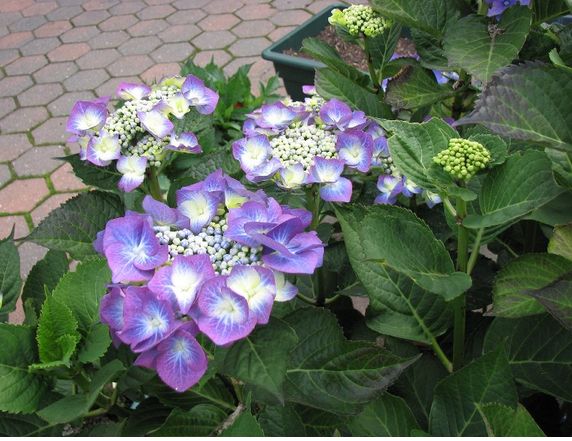 garden and hydrangea flower.JPG