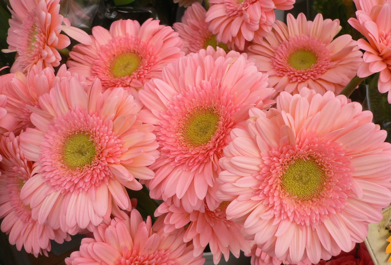 peach daisy wedding bouquet.jpg