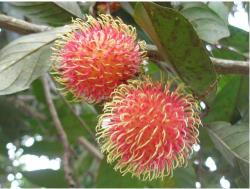Fruit Trees Gallery