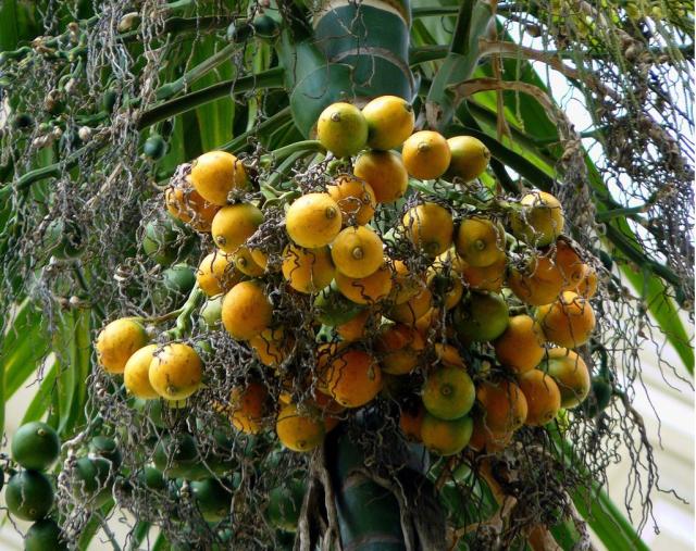 southern fruit trees.JPG