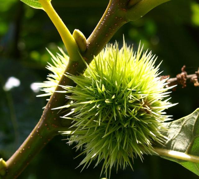 Spiky tree fruit.JPG