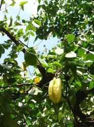 Star Fruit Tree in bright sunlight.JPG