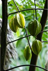 Star Fruit trees photo_asian fruit trees.JPG