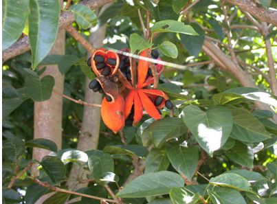 Sterculia quadrifida trees.JPG