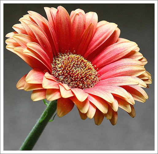 peach daisy photo.jpg