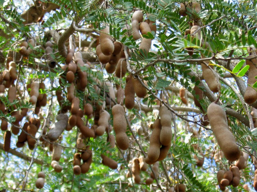 tamarind tree picture.JPG