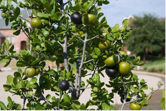 Texas Persimmon fruit tree (Diospyros texana).JPG