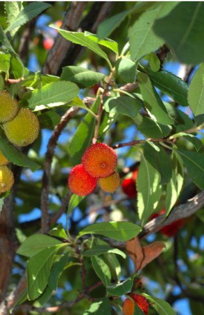 tropical fruit tree in many differeny colors.JPG