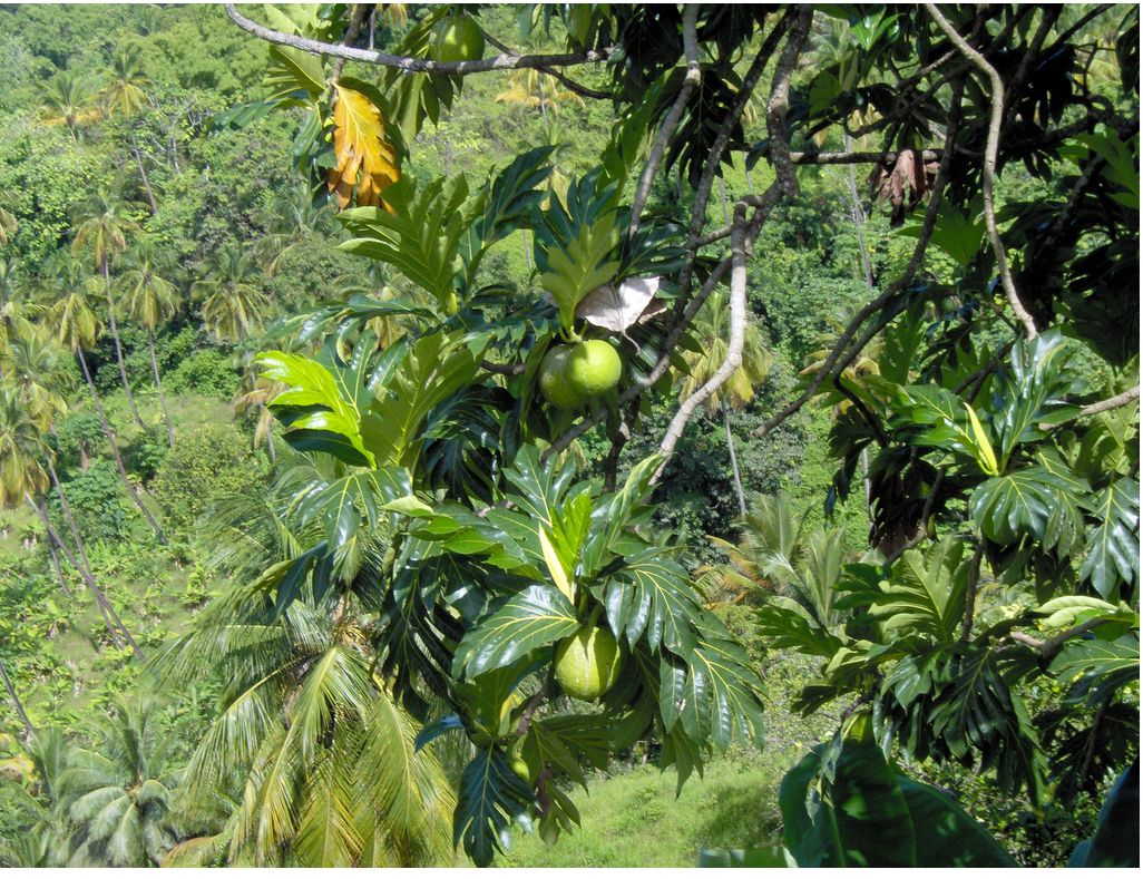 Tropical fruit trees image.JPG