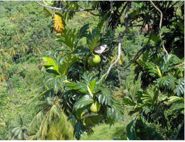 Tropical fruit trees image.JPG