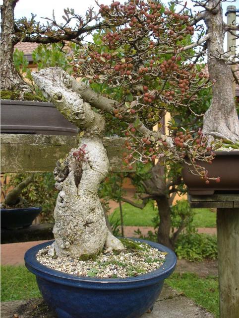 Twisty fruit tree image_dwarf fruit trees.JPG