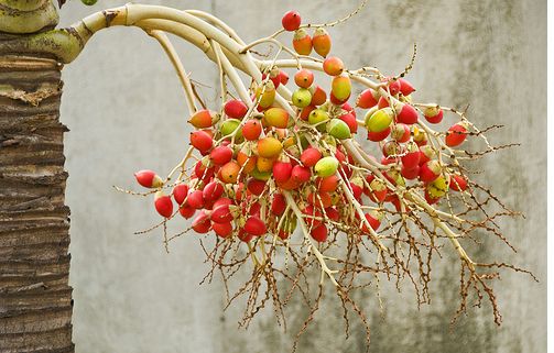 Veikia Palm Tree Fruits.JPG