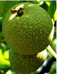 Very cool fruit tree.JPG