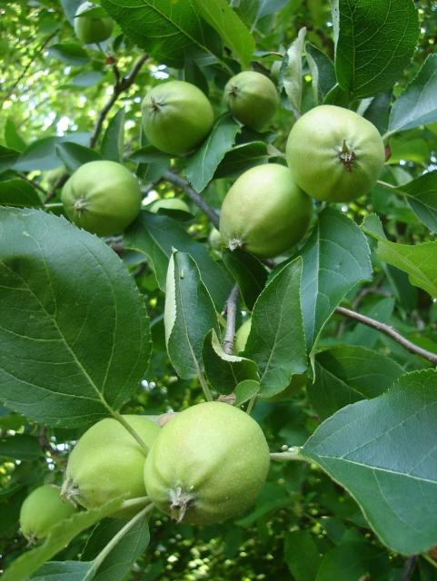 Very young apple tree picture.JPG