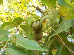 Walnut fruit tree photos.JPG