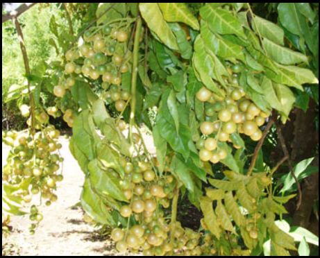 Wampee fruit trees pictures.JPG