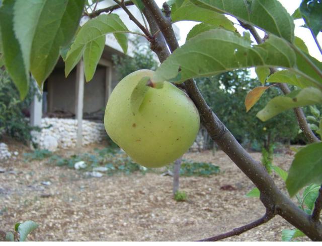 white apple fruit tree_good fruit tree nursery.JPG
