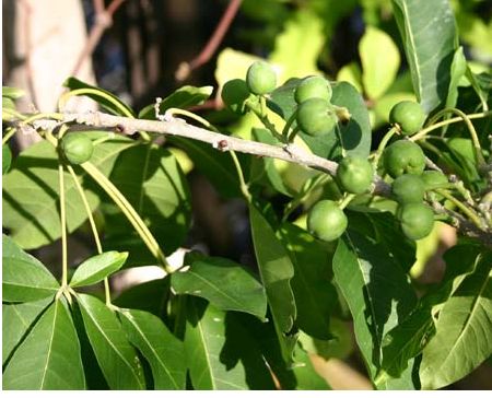 White Sapote trees.JPG