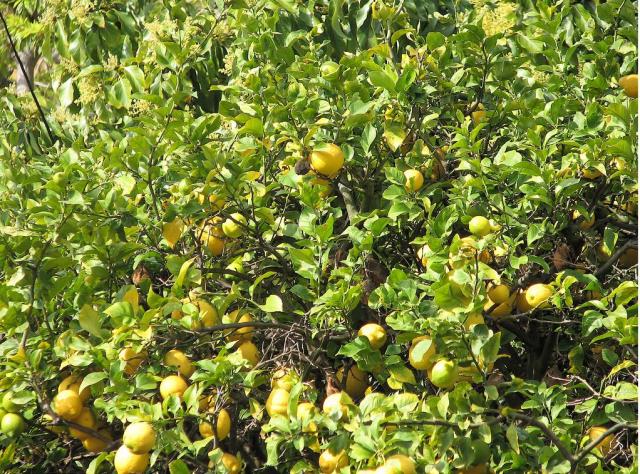 Yellow lemon fruit tree photo.JPG