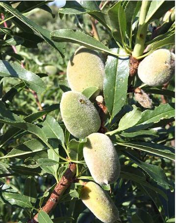Almond tree picture.JPG