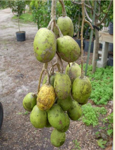 Ambarella Spondias dulces fruit.JPG