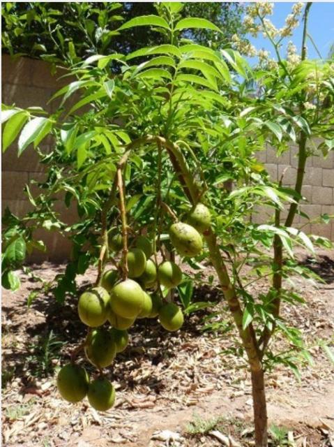 Ambarella Spondias dulces fruit tree.JPG