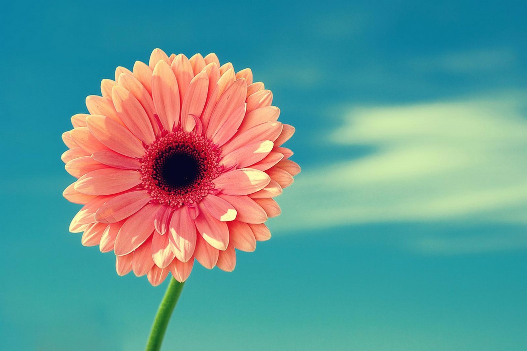 peach daisy flower picture.jpg