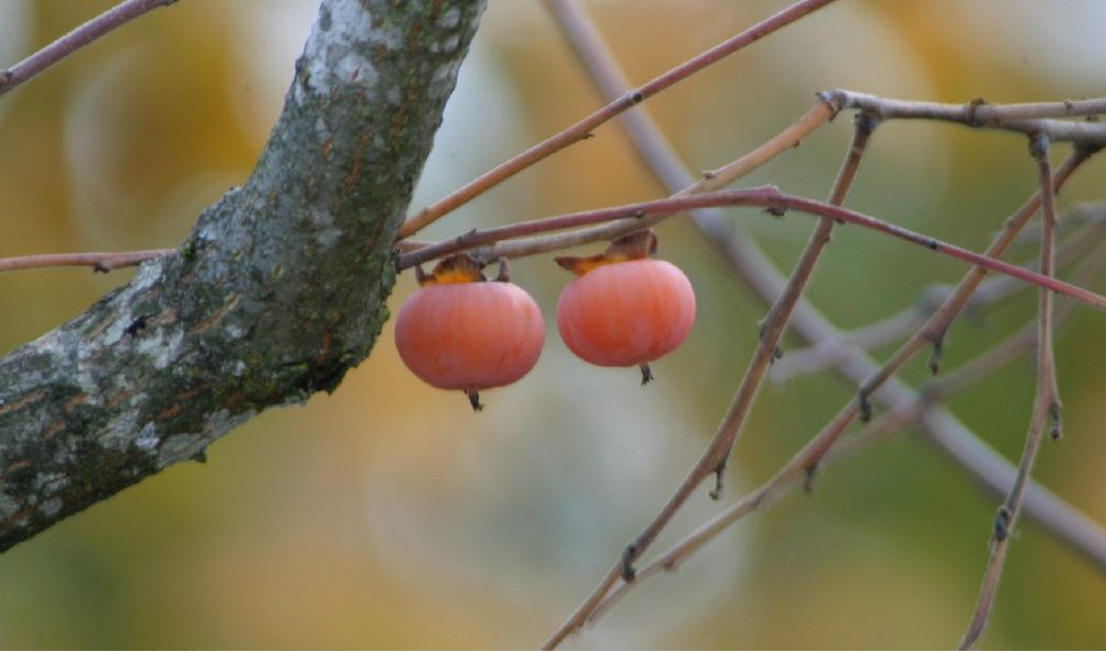 American Persimmons Tree.JPG