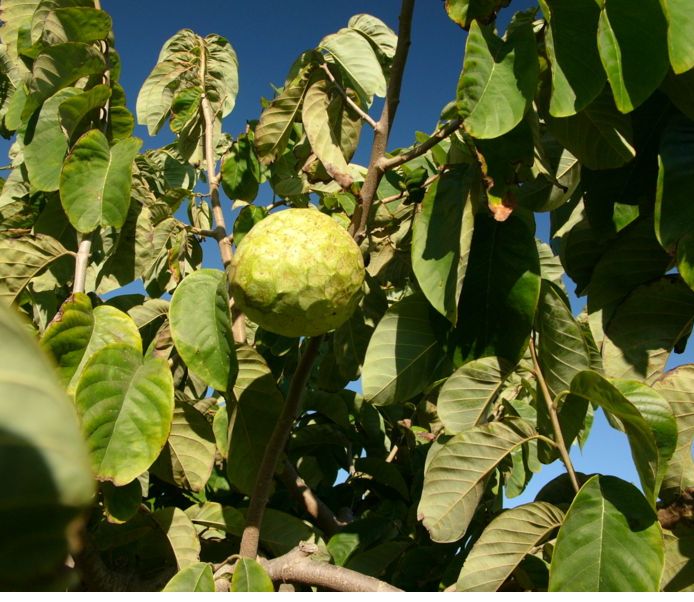 Annona cherimola fruit tree images.JPG