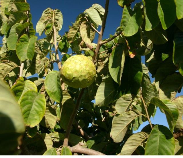 Annona cherimola fruit tree images.JPG