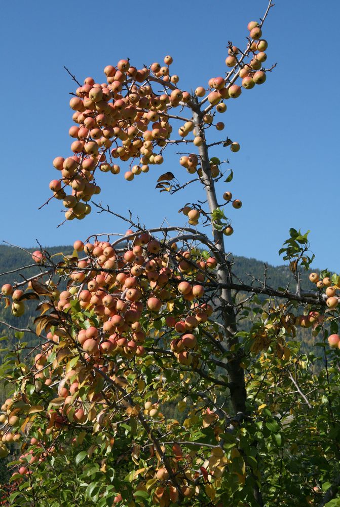 Apple tree with small red apples.JPG