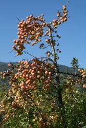 Apple tree with small red apples.JPG
