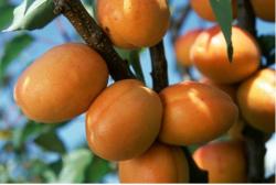 Apricot fruit.JPG