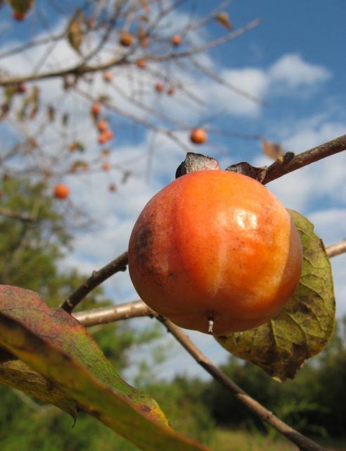 Arkansas persimmon tree with orange fruit.JPG