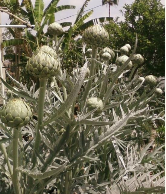 artichokes tree.JPG