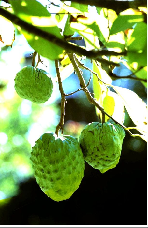 Asian fruit tree photos.JPG