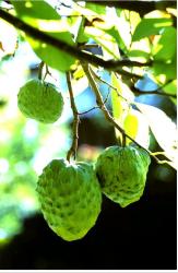 Asian fruit tree photos.JPG