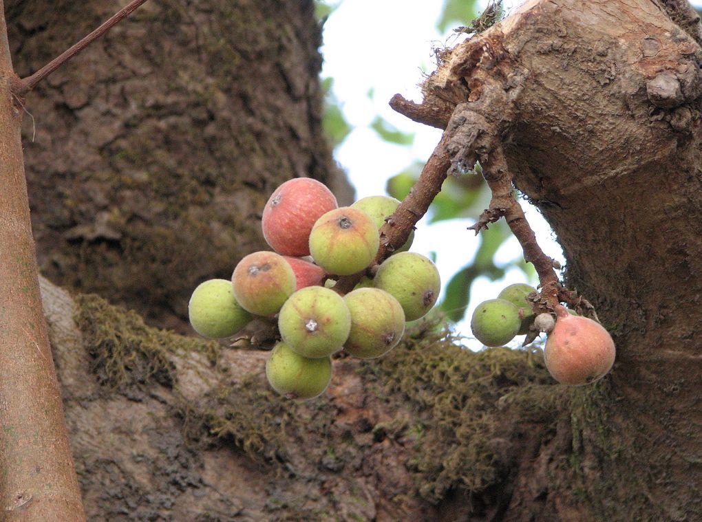 audumbar fruit sinhagad tree.JPG