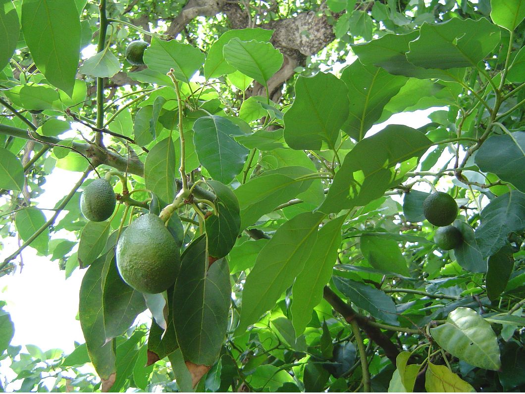 Avocado fruit tree photo.JPG