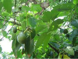 Avocado fruit tree photo.JPG